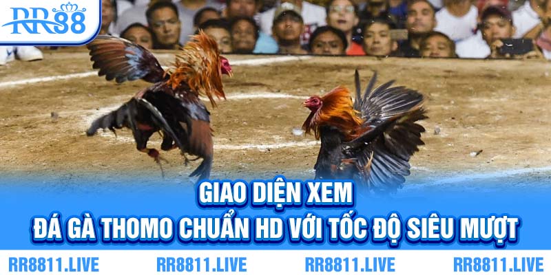 Giao diện xem đá gà Thomo chuẩn HD với tốc độ siêu mượt