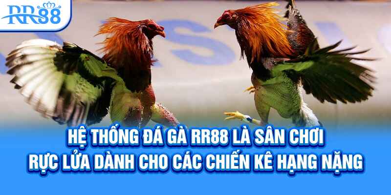 Hệ thống đá gà RR88 là sân chơi rực lửa dành cho các chiến kê hạng nặng