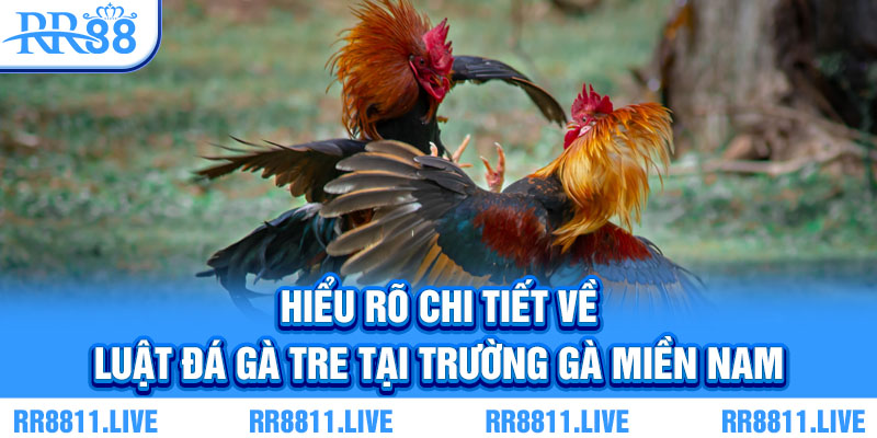 Hiểu rõ chi tiết về luật đá gà tre tại trường gà miền Nam