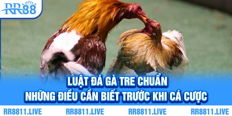 Luật đá gà tre chuẩn - Những điều cần biết trước khi cá cược
