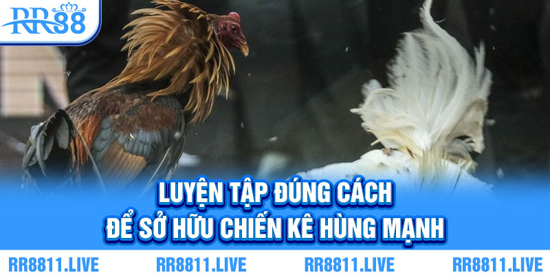 Luyện tập đúng cách để sở hữu chiến kê hùng mạnh