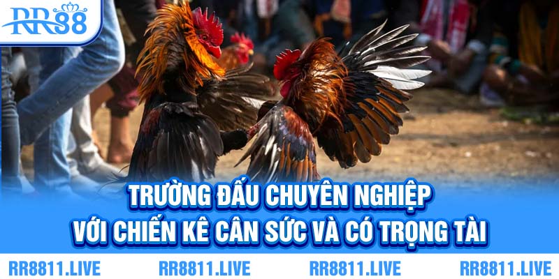 Trường đấu chuyên nghiệp với chiến kê cân sức và có trọng tài
